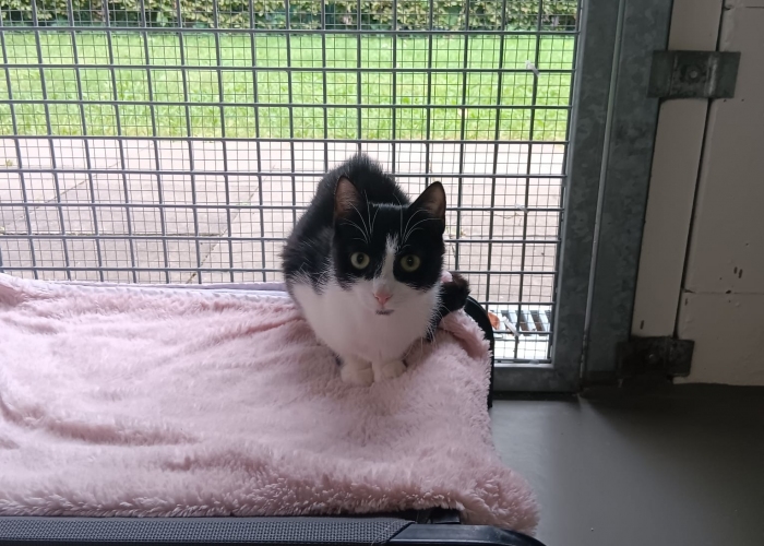 EKH-Katze, Donna, Tierheim Burgdorf