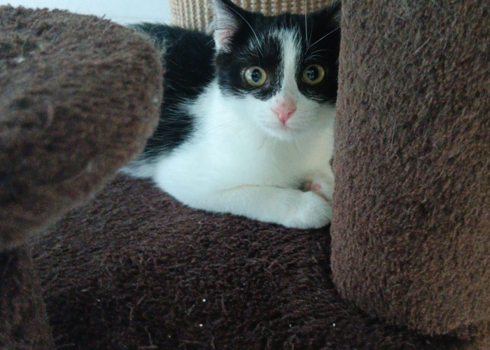 Katze, EKH, Blinzela, Tierheim Burgdorf