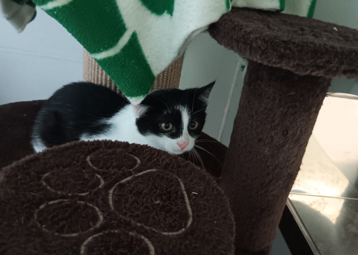 EKH-Katze, Blinzela, Tierheim Burgdorf
