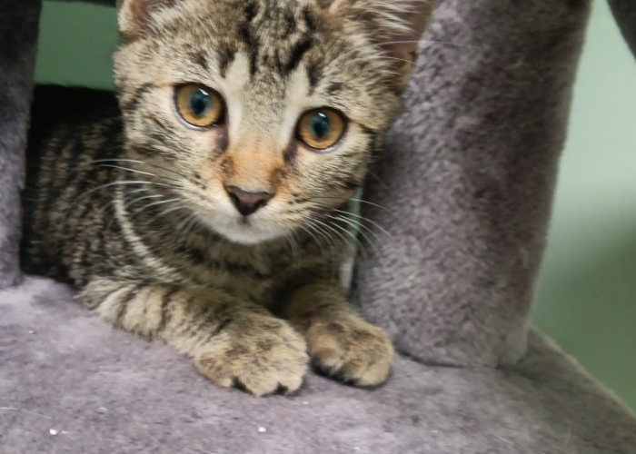 Katze, EKH, Blinzelo, Tierheim Burgdorf