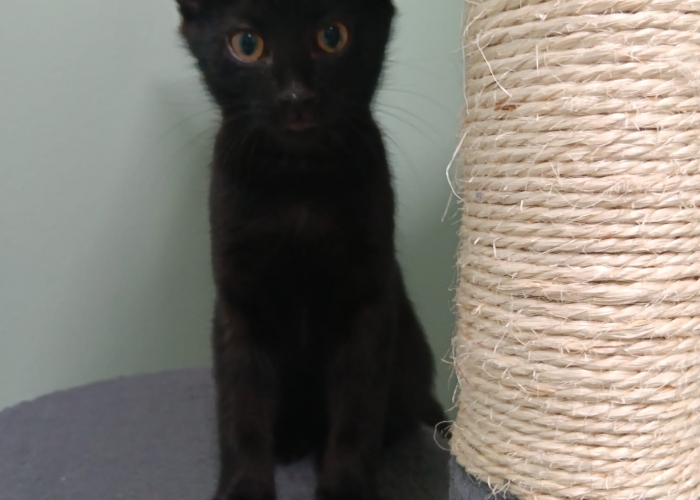 Katze, EKH, Tigro, Tierheim Burgdorf