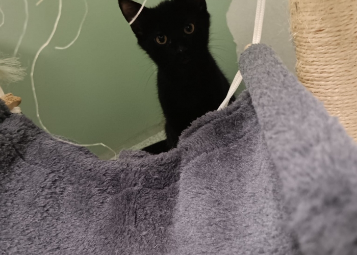 EKH-Katze, Tigro, Tierheim Burgdorf