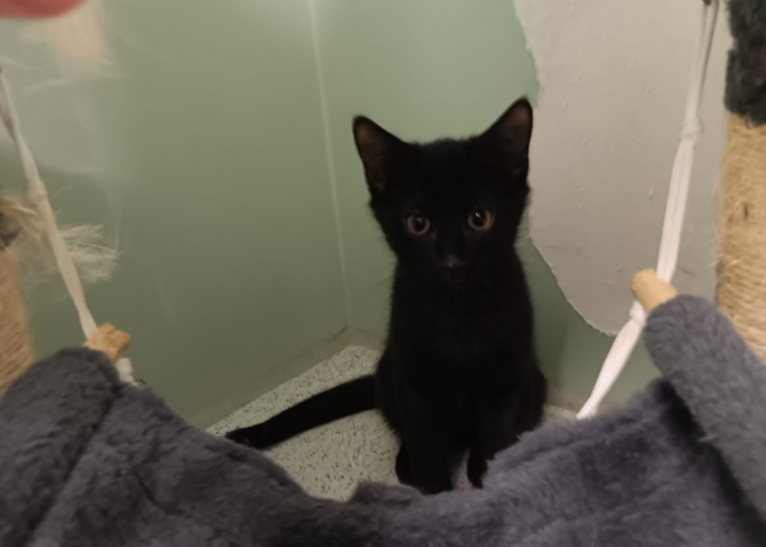 EKH-Katze, Tigro, Tierheim Burgdorf