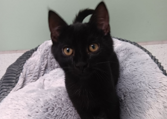 Katze, , , Tierheim Burgdorf