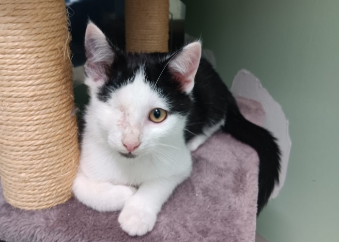 Katze, EKH, Blinzeli, Tierheim Burgdorf