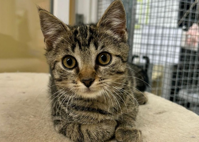 Katze, EKH, Blinzelo, Tierheim Burgdorf