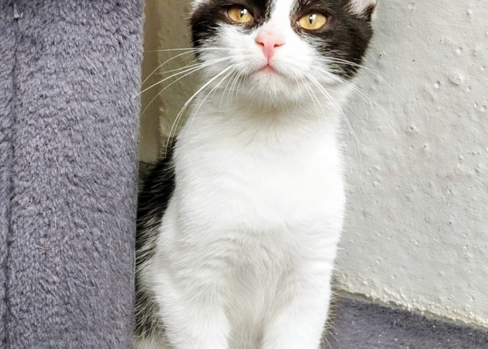 Katze, EKH, Blinzela, Tierheim Burgdorf