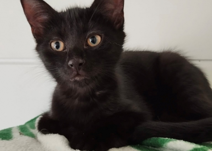 Katze, EKH, Tigro, Tierheim Burgdorf