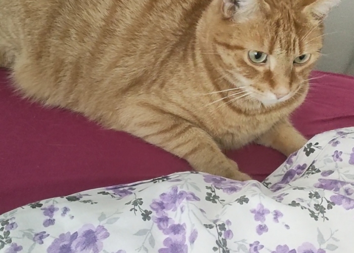 EKH-Katze, Akscham, Tierheim Burgdorf