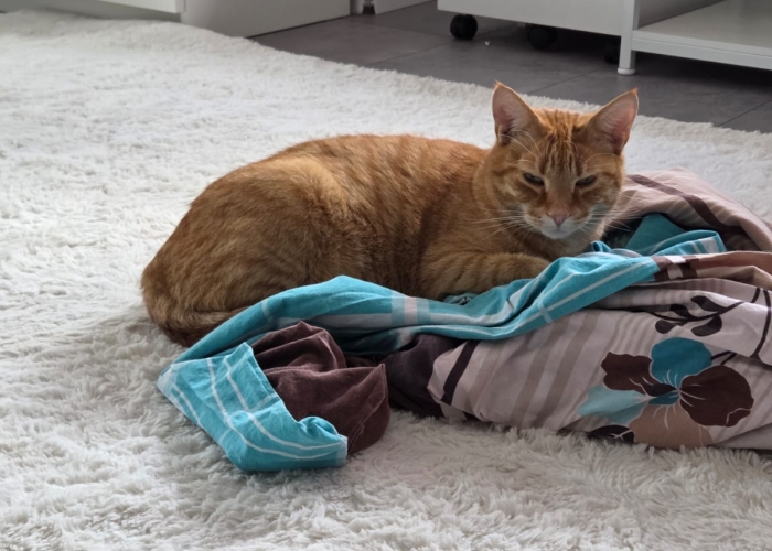 EKH-Katze, Akscham, Tierheim Burgdorf