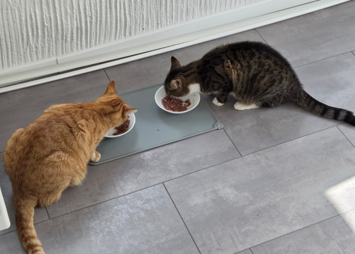EKH-Katze, Akscham, Tierheim Burgdorf