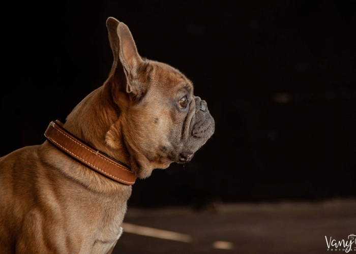 Hund, Französische Bulldogge, Akela, Tierheim Burgdorf