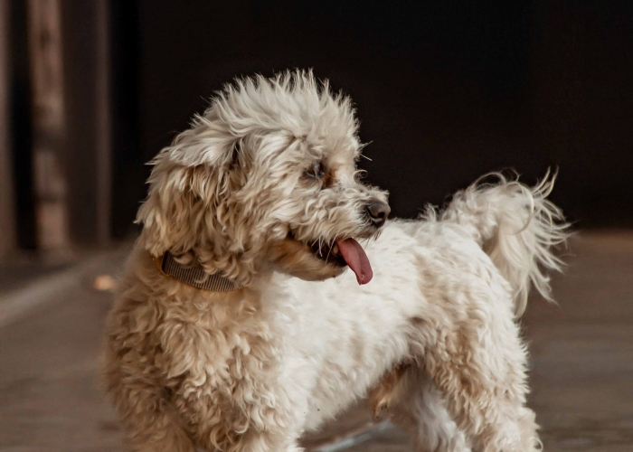 Malteser-Mischling-Hund, Justin Wueterich, Tierheim Burgdorf