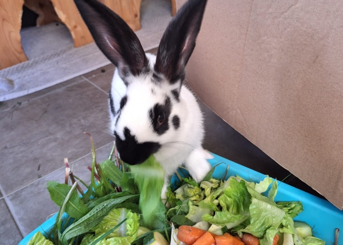 Riesenschecken Mix-Kleintier, Fei und Fio, Tierheim Burgdorf