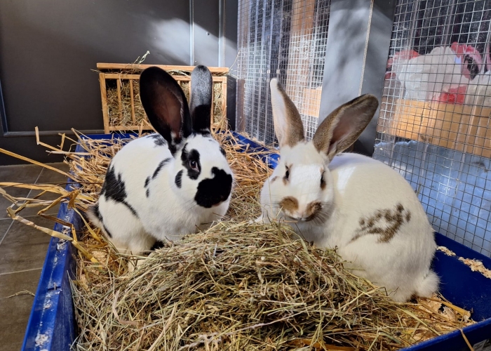 Riesenschecken Mix-Kleintier, Fei und Fio, Tierheim Burgdorf