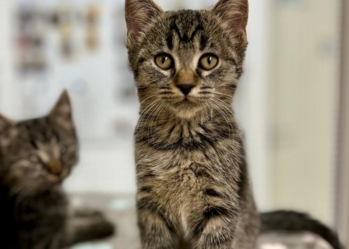 Katze, EKH, Dano, Tierheim Burgdorf