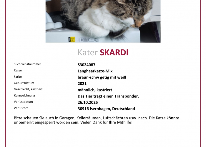 Katze, Langhaarkatze-Mix, Skardi, Tierheim Burgdorf