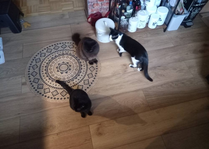 EKH-Katze, Kleopatra, Tierheim Burgdorf