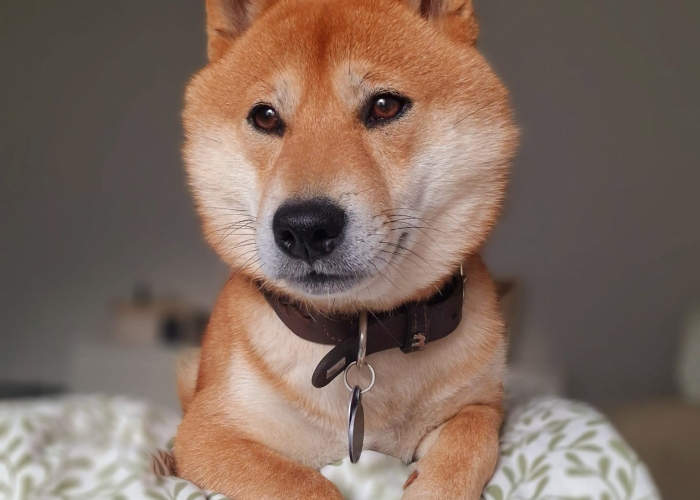Hund, Shiba Inu, Kaito, Tierheim Burgdorf