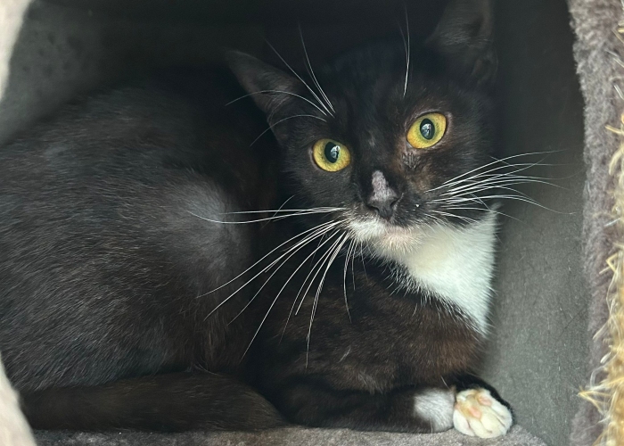 Katze, EKH, Baronesse Beatrice, Tierheim Burgdorf