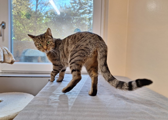 Katze, EKH, Ingrid, Tierheim Burgdorf