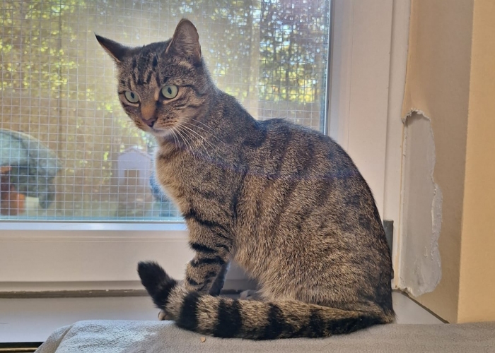 EKH-Katze, Ingrid, Tierheim Burgdorf