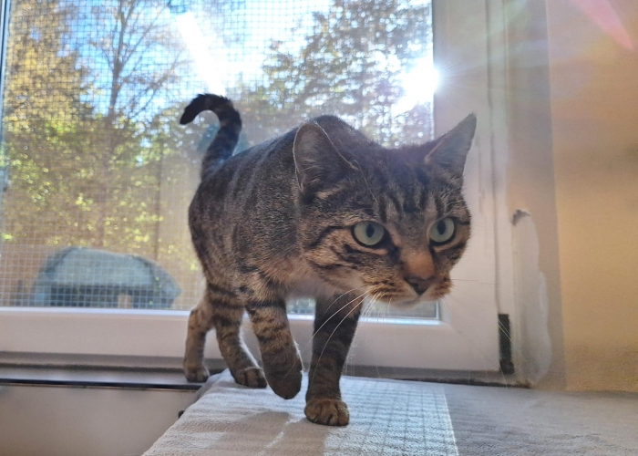 EKH-Katze, Ingrid, Tierheim Burgdorf