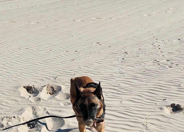 Malinois Mix-Hund, Rocket, Tierheim Burgdorf