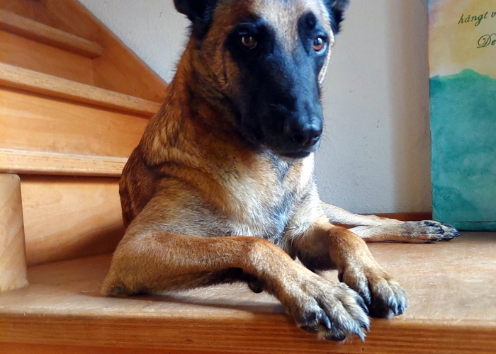 Malinois Mix-Hund, Rocket, Tierheim Burgdorf