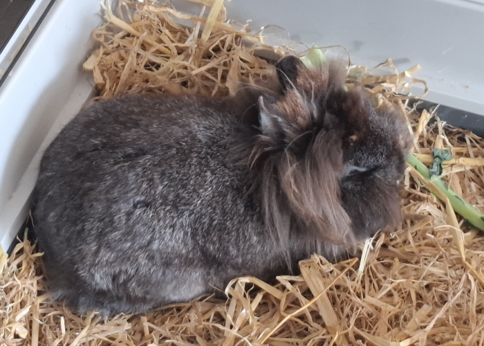 Löwenkopfzwergkaninchen-Kleintier, Lotti, Tierheim Burgdorf