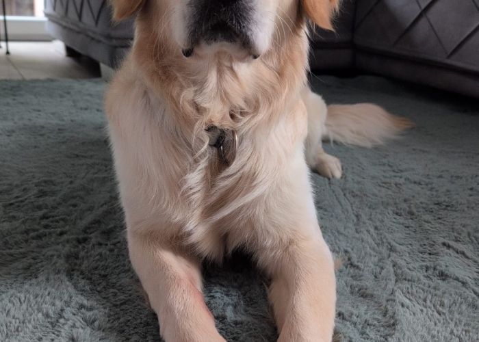 Hund, Golden Retriever, Benito, Tierheim Burgdorf