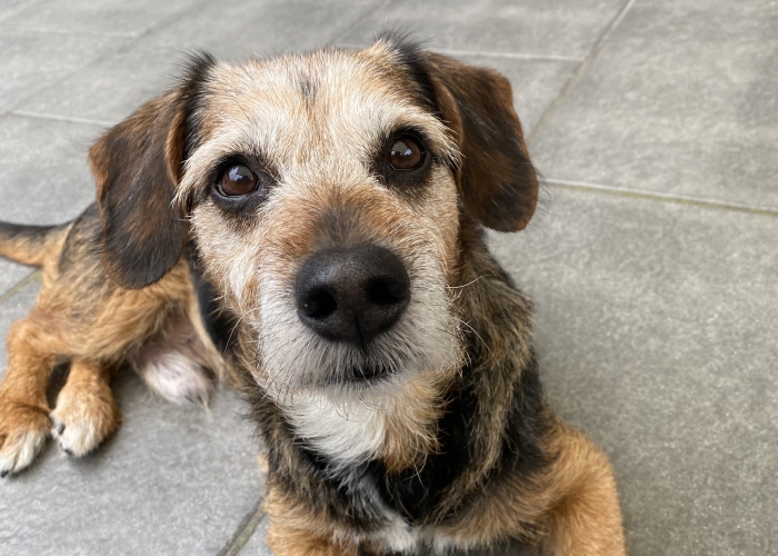 Schäferhund- Mischling ; Dackel-Mischling-Hund, Seven & Charly, Tierheim Burgdorf