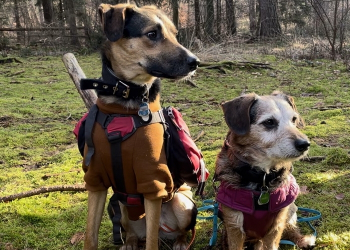 Schäferhund- Mischling ; Dackel-Mischling-Hund, Seven & Charly, Tierheim Burgdorf
