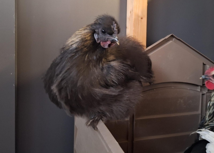 Vogel, Seidenhuhn, Dietmar, Tierheim Burgdorf