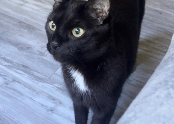 Katze, EKH, Zorzino, Tierheim Burgdorf