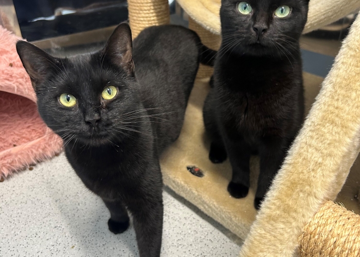 EKH-Katze, Die Adligen, Tierheim Burgdorf