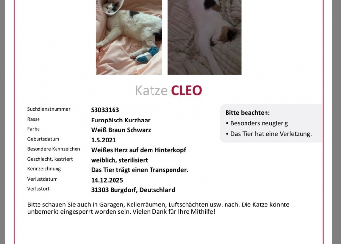 Katze, EKH, Cleo, Tierheim Burgdorf