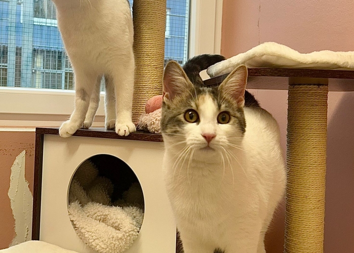 Katze, EKH, Maren und Karen, Tierheim Burgdorf