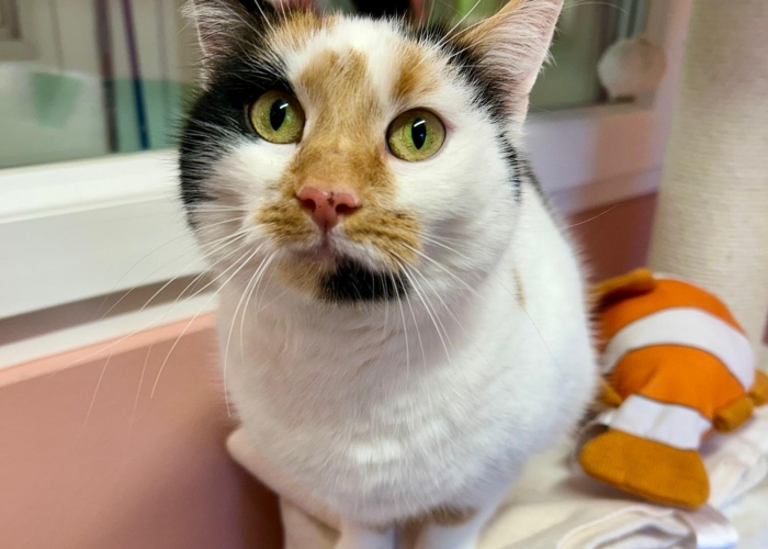 Katze, EKH, Andana, Tierheim Burgdorf