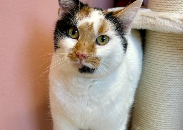 EKH-Katze, Andana, Tierheim Burgdorf