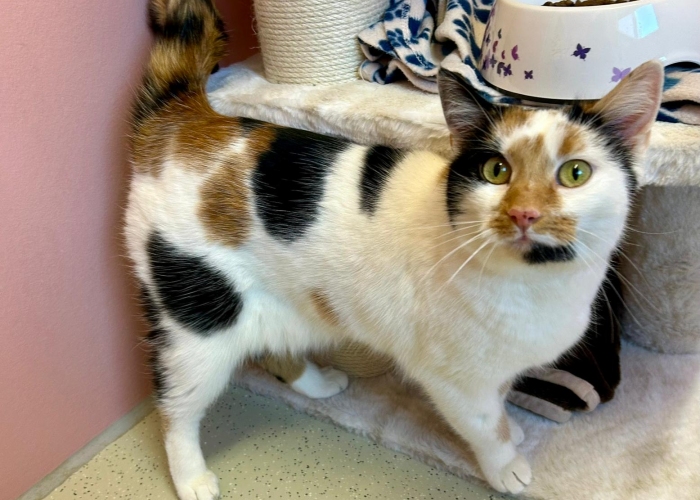 EKH-Katze, Andana, Tierheim Burgdorf