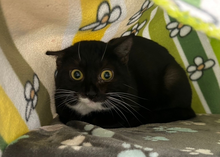 EKH-Katze, Die Adligen, Tierheim Burgdorf