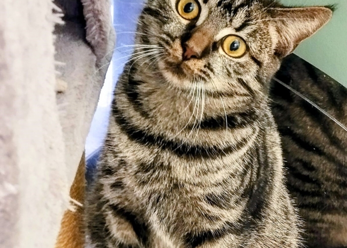 Katze, EKH, Louna, Tierheim Burgdorf