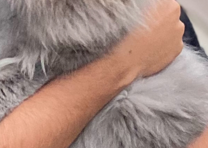 Britisch Langhaar-Katze, Coco, Tierheim Burgdorf