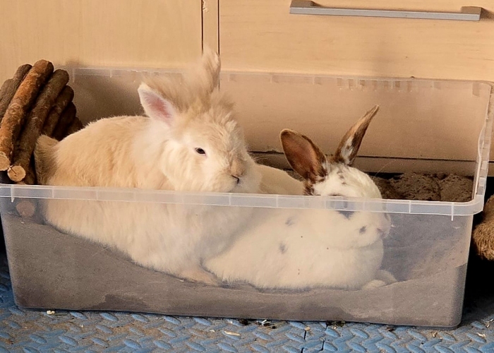 -Kleintier, Fluffy und Pünktchen, Tierheim Burgdorf