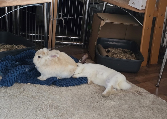 -Kleintier, Fluffy und Pünktchen, Tierheim Burgdorf