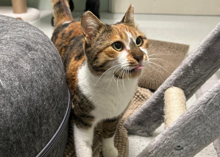 EKH-Katze, Aruna, Tierheim Burgdorf