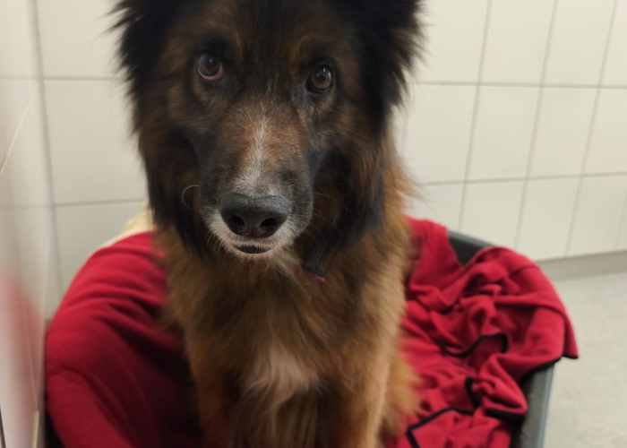 Hund, Tervueren Mix, Pablo, Tierheim Burgdorf