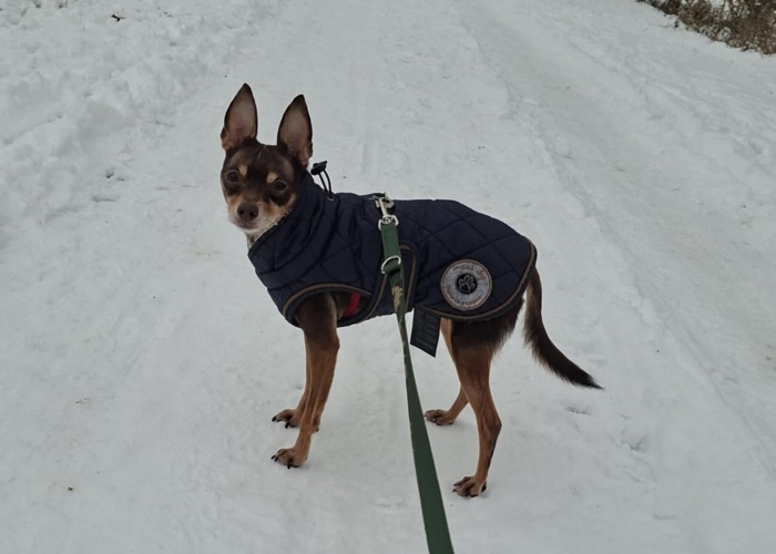 Hund, Ruskiy Toy, Ronny, Tierheim Burgdorf