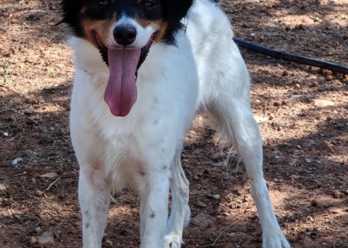 Bodeguero Andaluz Mischling -Hund, Woody, Tierheim Burgdorf